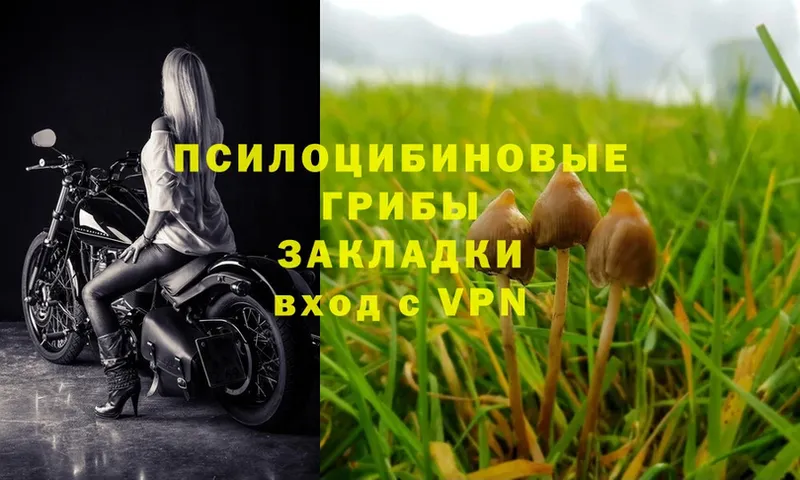 Псилоцибиновые грибы Psilocybe  Кимры 